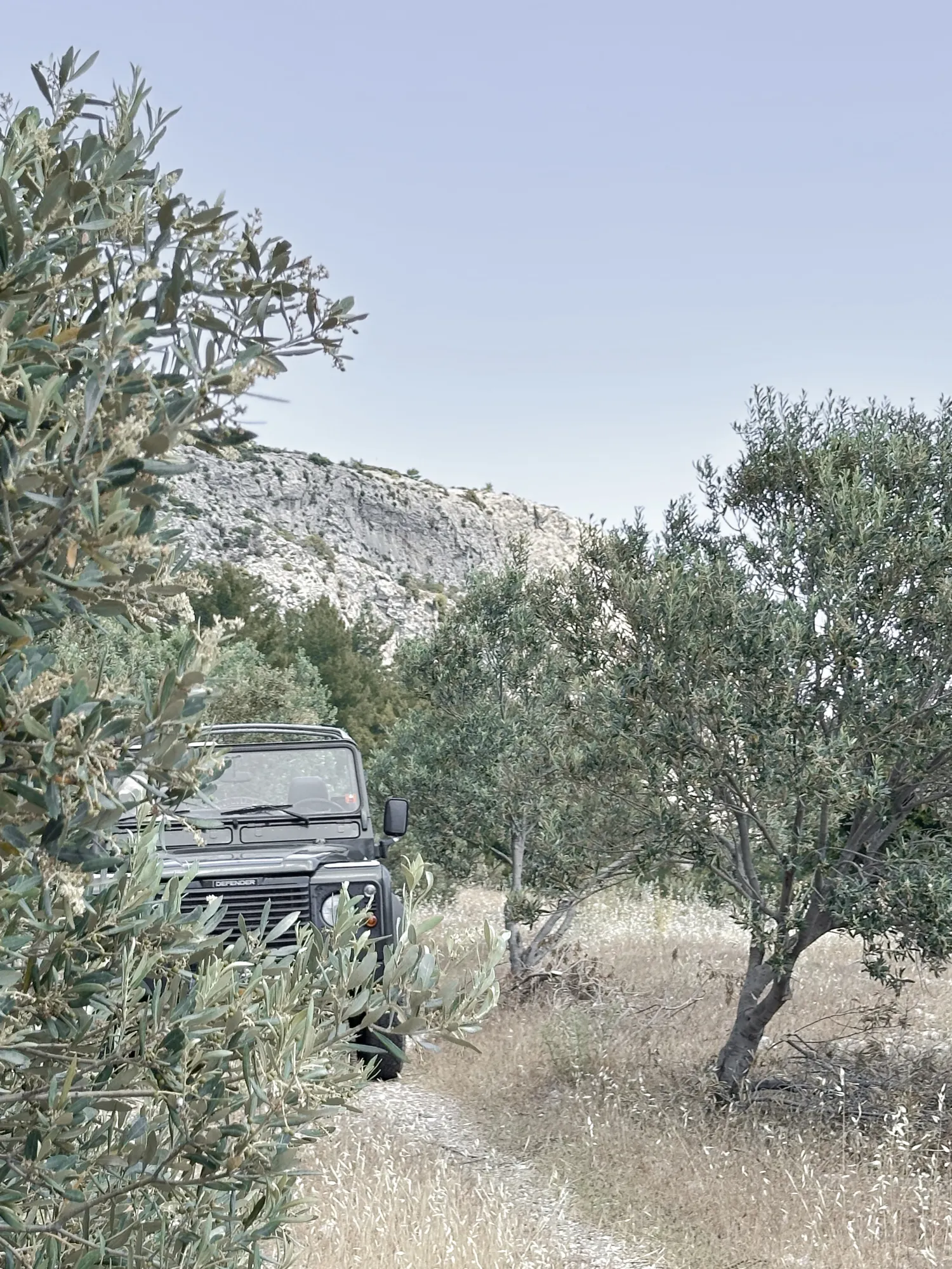 Geländewagen zwischen Olivenbäumen im Hain der Domaine Kounouklias