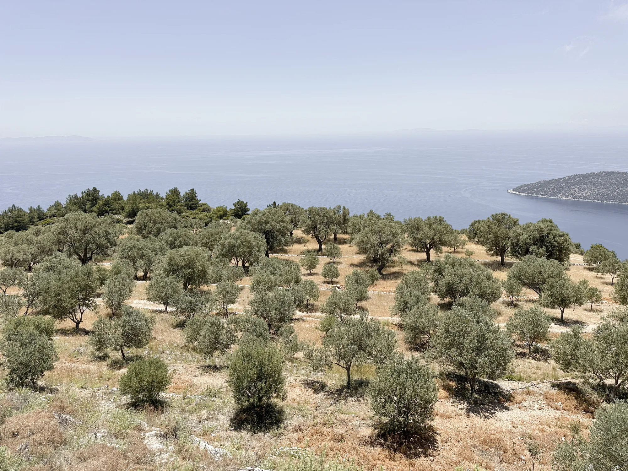 Olivenhain der Domaine Kounouklias mit Blick auf das Meer und eine vorgelagerte Insel
