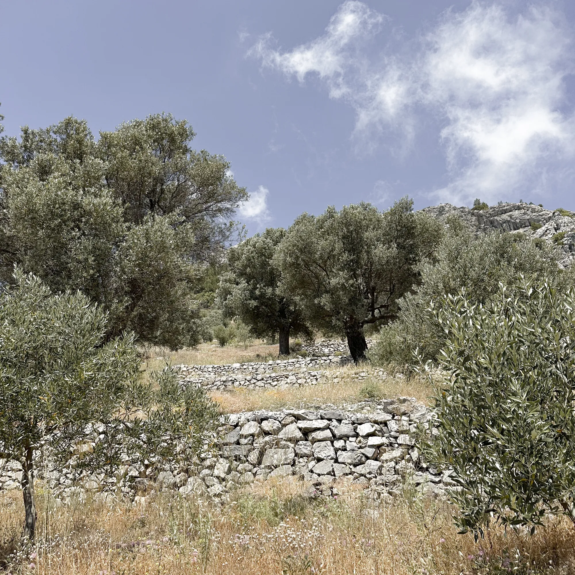 Olivenhain der Domaine Kounouklias mit Trockensteinmauern unter blauem Himmel
