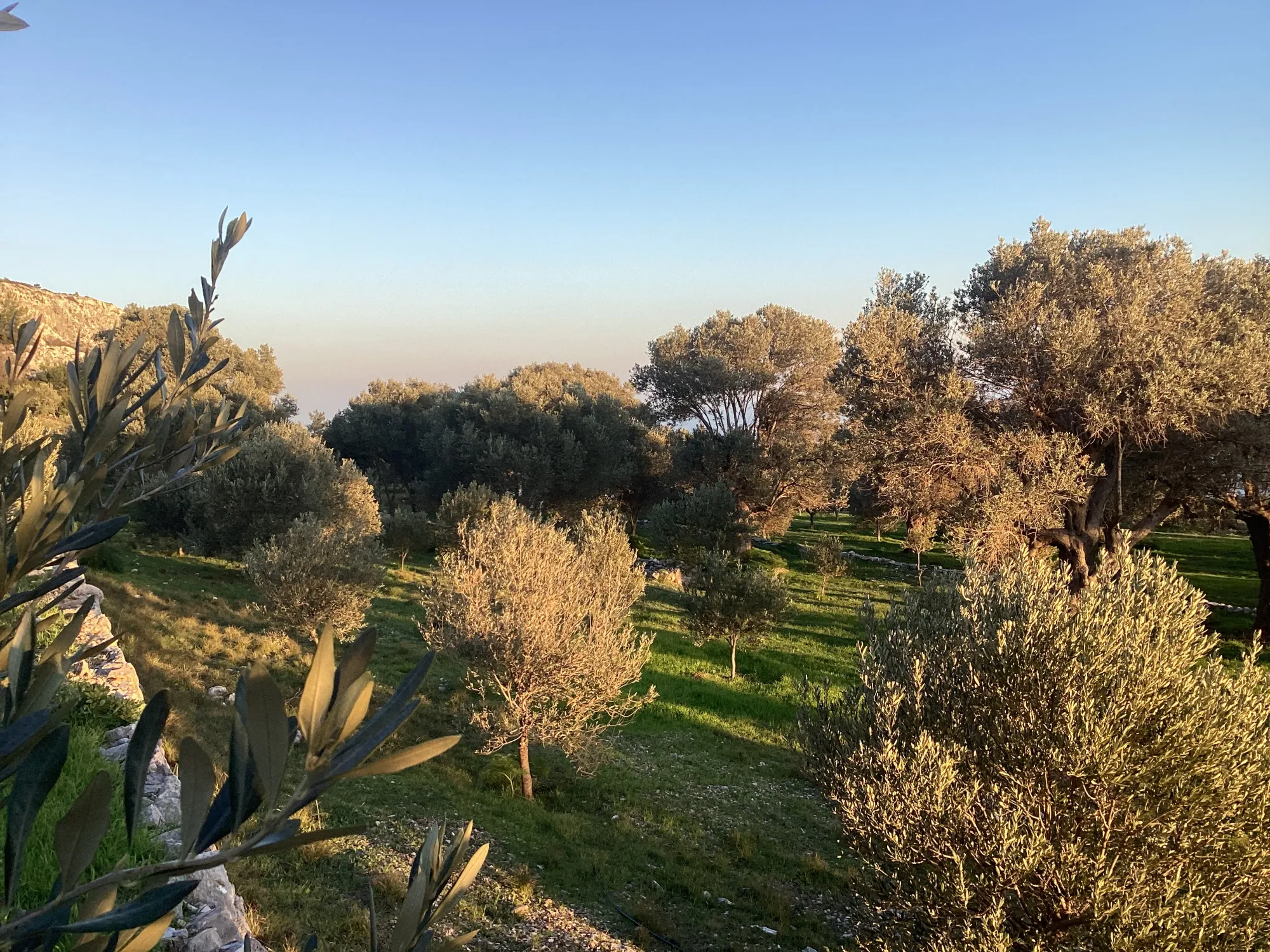 Olivenhain der Domaine Kounouklias auf Samos im Abendlicht mit Blick aufs Meer